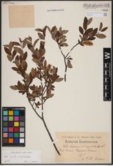 Foto von Salix aurita L. x Salix myrtilloides L.